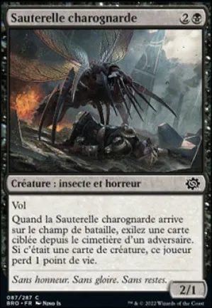 Sauterelle charognarde
