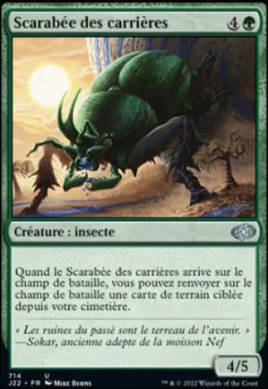 Scarabée des carrières