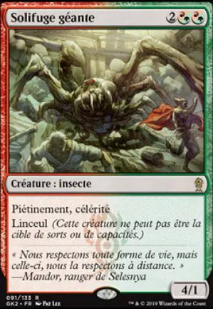 Solifuge géante