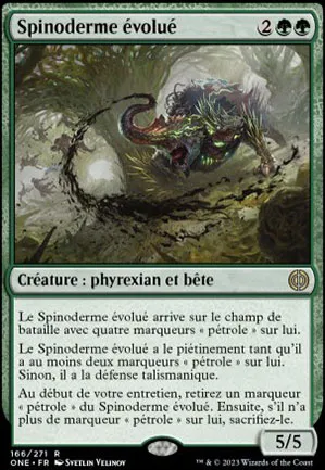 Spinoderme évolué