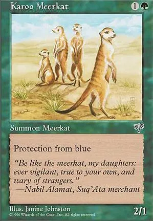Suricate du karroo