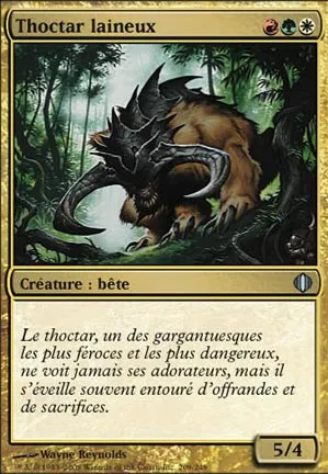 Thoctar laineux