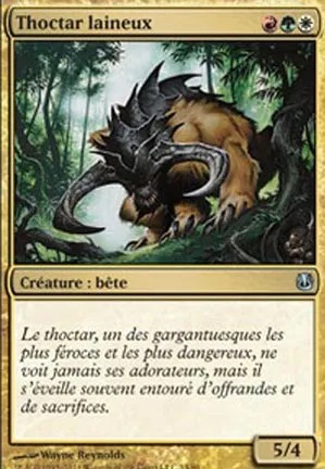 Thoctar laineux