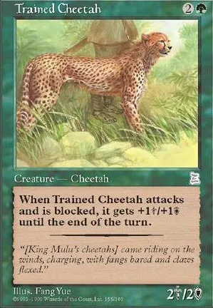 Trained Cheetah